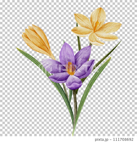 crocus flower in violet and yellow color, drawn in watercolor, isolated on white. Hand drawn botanical illustration. Elements for cards, logos, prints, wedding design crocus flower in violet and yellow color, drawn in watercolor, isolated on white. Hand drawn botanical illustration. Elements for cards, logos, prints, wedding design 111708692
