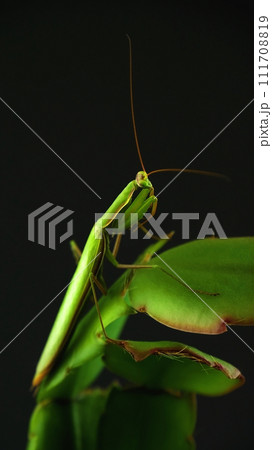 Natural camouflage of praying mantis 111708819