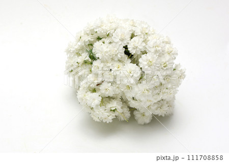 白背景のコデマリの花首 白背景のコデマリの花首 111708858