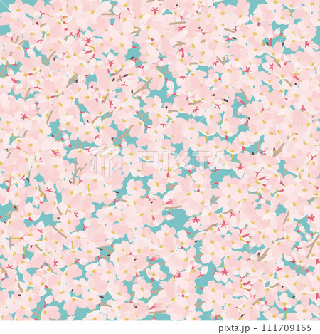 正方形　青空に桜敷き詰め 111709165