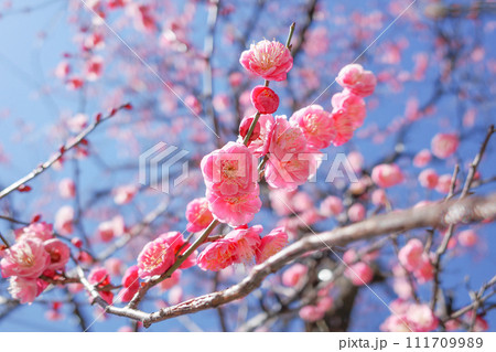 梅の花 梅の花 111709989