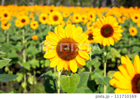 Sunflower field, Beautiful summer landscape. 111710169