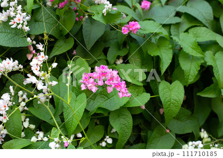 Mexican creeper, Chain of love, Coral vine. Pink flower 111710185
