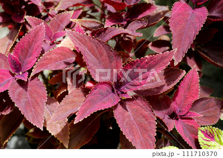 Painted nettle plant in the garden 111710370