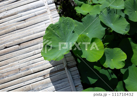 Green leaves of lotus flower Green leaves of lotus flower 111710432