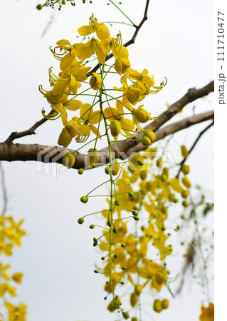 Cassia fistula flower on tree 111710477
