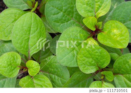 Ceylon spinach or basella rubra linn Ceylon spinach or basella rubra linn 111710501