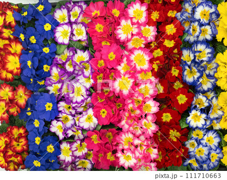 プリムラジュリアンの花苗 111710663