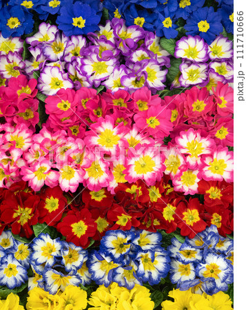 プリムラジュリアンの花苗 111710666