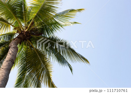 Coconut palm tree with blue sky 111710761