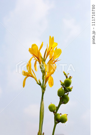 Beautiful canna yellow flower with blue sky Beautiful canna yellow flower with blue sky 111710780