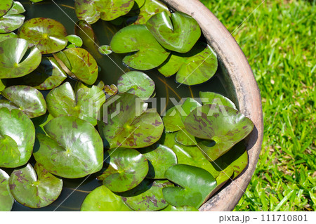 Beautiful water lily. Lotus water plant in a pot Beautiful water lily. Lotus water plant in a pot 111710801