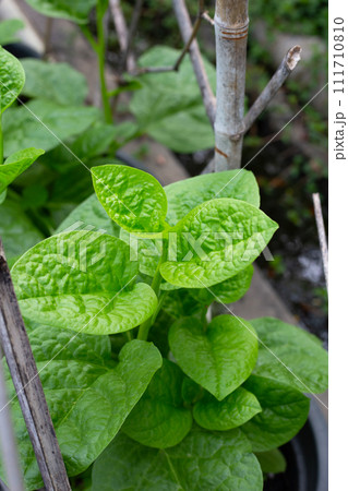Ceylon spinach or basella rubra linn Ceylon spinach or basella rubra linn 111710810