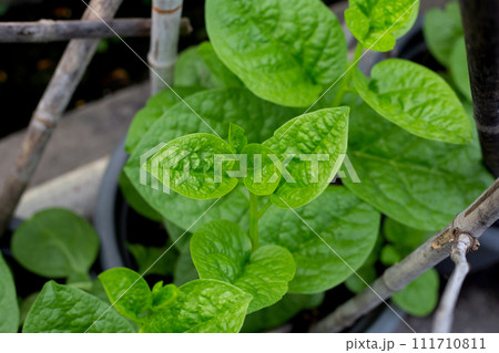 Ceylon spinach or basella rubra linn Ceylon spinach or basella rubra linn 111710811