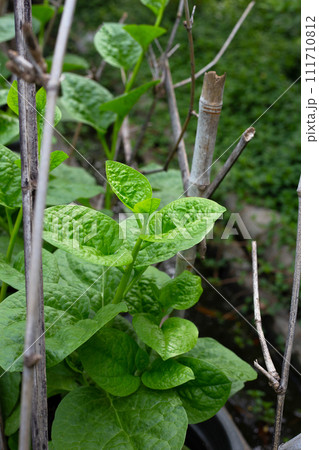 Ceylon spinach or basella rubra linn 111710812