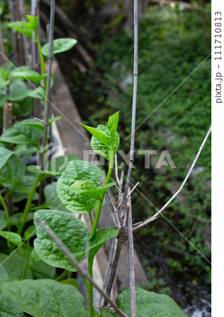 Ceylon spinach or basella rubra linn Ceylon spinach or basella rubra linn 111710813