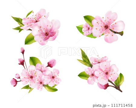 Realistic sakura bouquet. 3d blossom japanese cherry softness flowers for hanami flowering festival or chinese spring season graduation, pink flower bud exact vector illustration Realistic sakura bouquet. 3d blossom japanese cherry softness flowers for hanami flowering festival or chinese spring season graduation, pink flower bud exact vector illustration 111711458