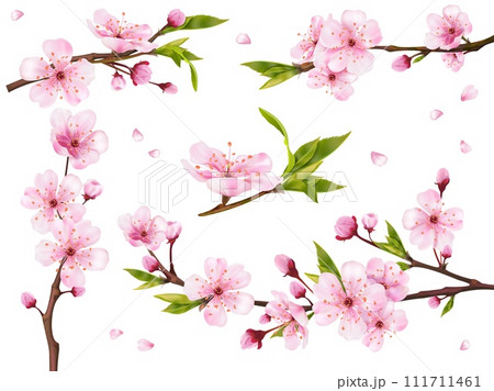 Realistic sakura branches. Blossom cherry branch flowers, asian flowering peach japanese tree in korea or chinese, pink bud flower spring blossoming, 3d exact vector illustration Realistic sakura branches. Blossom cherry branch flowers, asian flowering peach japanese tree in korea or chinese, pink bud flower spring blossoming, 3d exact vector illustration 111711461