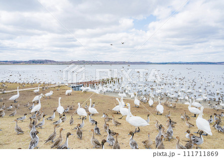 北海道　クッチャロ湖（浜頓別町） 111711869