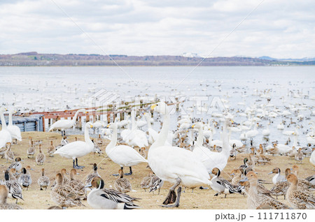 北海道　クッチャロ湖（浜頓別町） 111711870