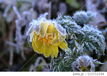福寿草　耐え忍ぶ　（高知県　大豊町　南大王） 111712104