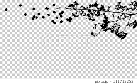 Silhouette of cherry blossoms, petals dancing in the spring breeze Silhouette of cherry blossoms, petals dancing in the spring breeze 111712252