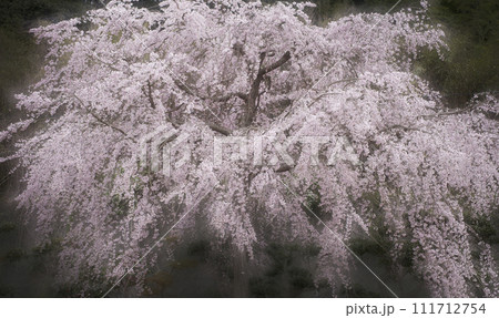 朝霧の桜並木 朝霧の桜並木 111712754