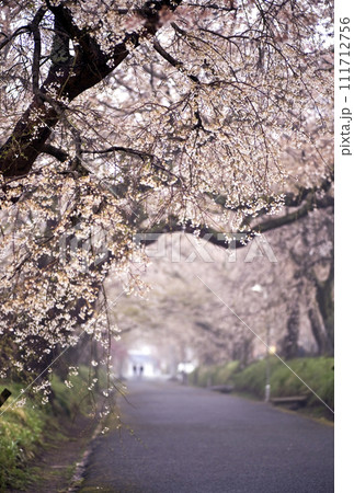 朝霧の桜並木 朝霧の桜並木 111712756