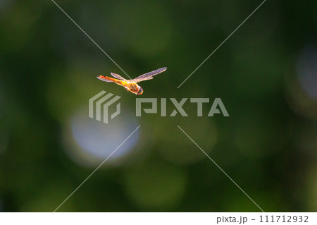 精霊蜻蛉とか盆蜻蛉とも呼ばれるウスバキトンボ 精霊蜻蛉とか盆蜻蛉とも呼ばれるウスバキトンボ 111712932
