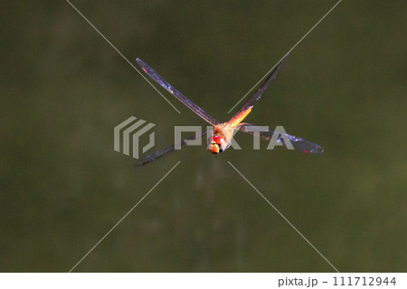 精霊蜻蛉とか盆蜻蛉とも呼ばれるウスバキトンボ 111712944