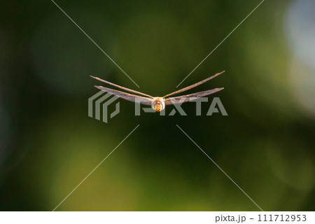 精霊蜻蛉とか盆蜻蛉とも呼ばれるウスバキトンボ 111712953