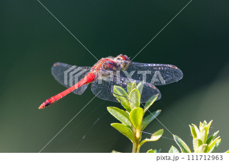精霊蜻蛉とか盆蜻蛉とも呼ばれるウスバキトンボ 111712963