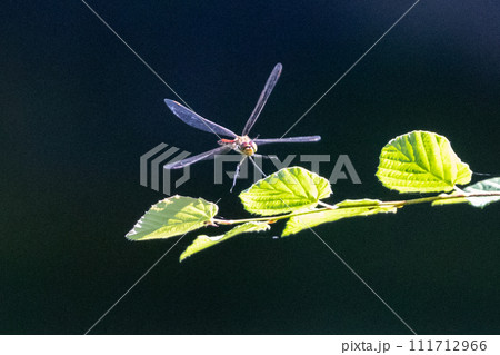 精霊蜻蛉とか盆蜻蛉とも呼ばれるウスバキトンボ 111712966