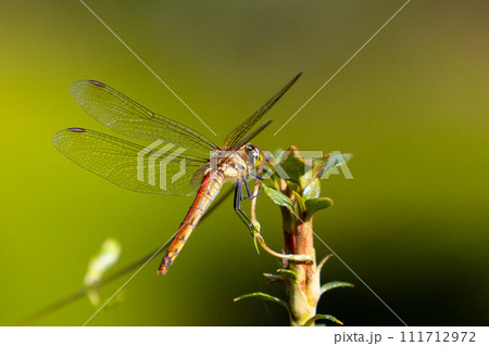精霊蜻蛉とか盆蜻蛉とも呼ばれるウスバキトンボ 111712972