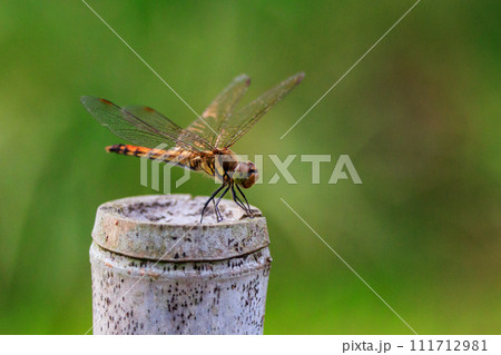 精霊蜻蛉とか盆蜻蛉とも呼ばれるウスバキトンボ 111712981