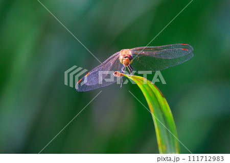 精霊蜻蛉とか盆蜻蛉とも呼ばれるウスバキトンボ 111712983