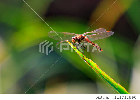 精霊蜻蛉とか盆蜻蛉とも呼ばれるウスバキトンボ 111712990