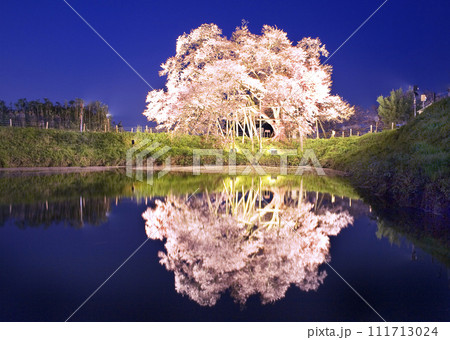 ライトアップの一本桜-2 111713024