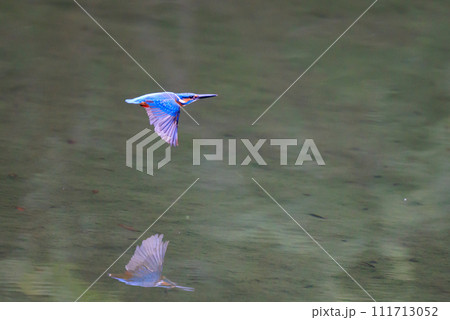 魚を獲るために水中にダイブする瑠璃色の人気者カワセミ 111713052