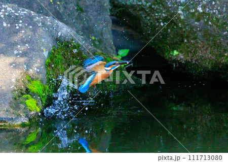 魚を獲るために水中にダイブする瑠璃色の人気者カワセミ 111713080