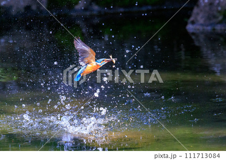 魚を獲るために水中にダイブする瑠璃色の人気者カワセミ 魚を獲るために水中にダイブする瑠璃色の人気者カワセミ 111713084