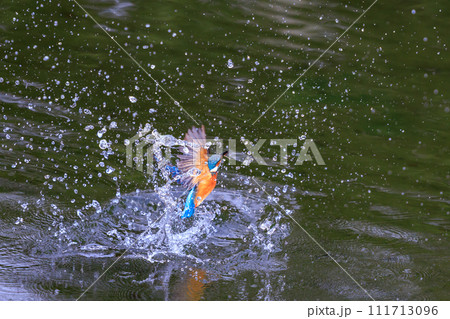 魚を獲るために水中にダイブする瑠璃色の人気者カワセミ 111713096