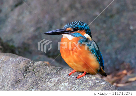 瑠璃色の人気者カワセミ 瑠璃色の人気者カワセミ 111713275