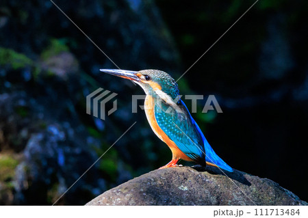 瑠璃色の人気者カワセミ 111713484