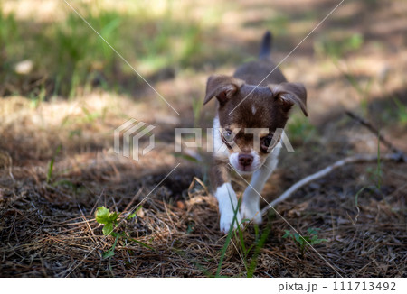 A curious Chihuahua puppy explores the forest floor, displaying an eagerness to discover the world around it. 111713492
