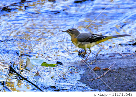 警戒心が強く、水辺を好んであざやかなレモンイエローを纏う綺麗な鳥のキセキレイ 111713542
