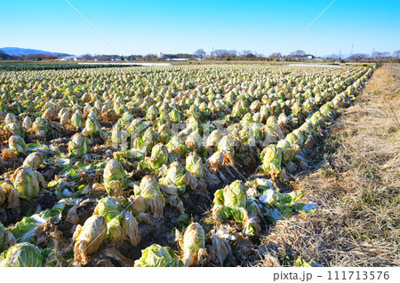 のどかな冬の農耕地　白菜の収穫時期　冬景色　花園インター付近　　 111713576