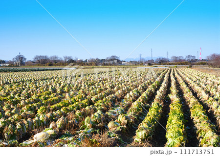 のどかな冬の農耕地　白菜の収穫時期　冬景色　花園インター付近　　 111713751