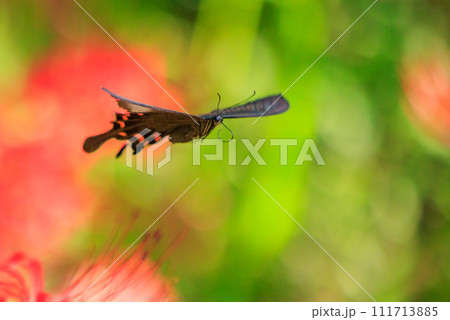 優雅に森を舞う黒いアゲハチョウの仲間クロアゲハ 111713885