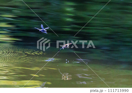 ツートンカラーの身近な蜻蛉シオカラトンボ 111713990